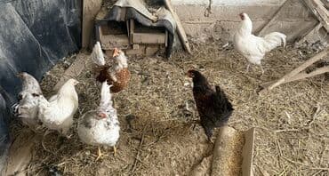 бодоно птица: Продаю | Куры, Петух — 1