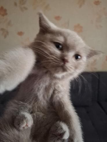 отдам котят бишкек: Продажа кошек — 7