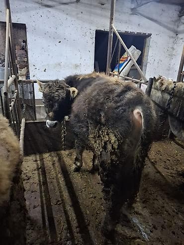 бычк: Продаю | Бык (самец) | Алатауская, Полукровка | Для разведения, На откорм | Привязанные, Искусственник — 1