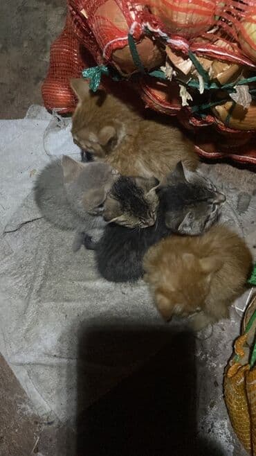 продажа щенков немецкой овчарки в бишкеке с документами: Котята, помёт разноокрасочный. Описание: - Возраст: на вид несколько — 1