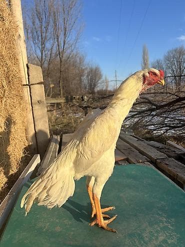 Собаки: Продаю | Петух | Для разведения — 1