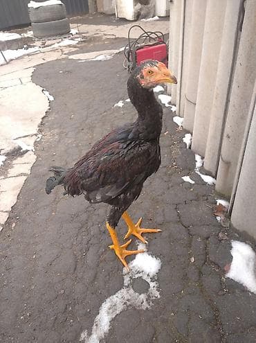 нести экопанель: Дакан цена договорная не писать звоните — 3