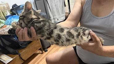 бенгальский кот купить: Котёнок Бенгал с ярким тигрово-пятнистым окрасом (чёрные розетки и — 1