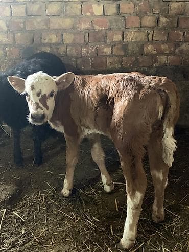 Продаю | Тёлка | Полукровка, Монбельярд | Для разведения, Для молока | Искусственник