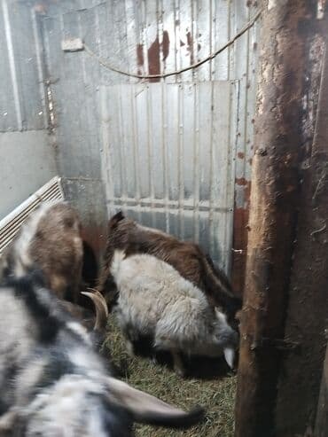 зааненские козы где можно купить и цена: Продаю | Коза (самка), Козёл (самец), Козлёнок | На забой, Для разведения | Котные, Осеменитель — 4