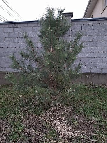 саженцы сосны: Сосна обыкновенная и ель колючая (голубая) — саженцы для озеленения — 1