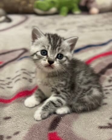 вислоухие кот: 1 месяц, Мальчик, Серебристая шиншилла, Метис, Приучена к лотку — 6