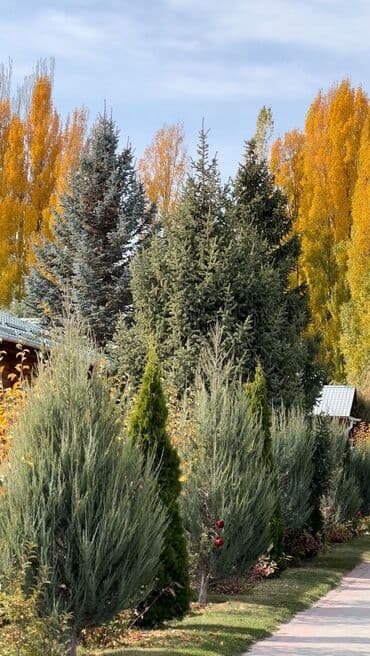 снять домик в горах: Коттедж, КОТТЕДЖ | Радуга West, Кош-Көл, Сауна, Барбекю, Батут — 43