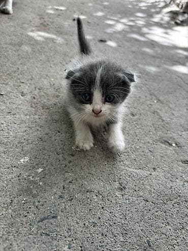 котята скотиш фолд: Скотиш Фолд (Шотландская вислоухая), 1 месяц, Девочка, Биколор, Приучена к лотку — 1