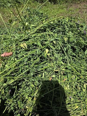 С/х животные и товары: 🌾 Продаю люцерну в тюках 🌾 🌾 Прессовать буду 12-13 июля🌾 ✅ Состояние — 4