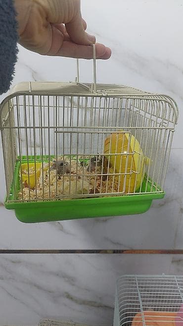 полша ат: Продаю клетки для хомячков от 400 до 2000 сом — 7