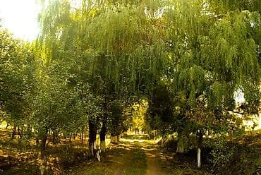 Күндүк ижара: 10 соток Бизнес үчүн — 1