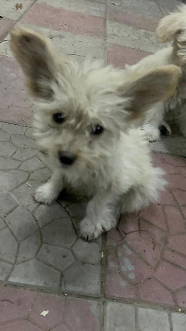 Продажа собак: 3 месяца, Самка — 7