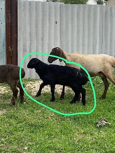 мел для крс: Продаю | Овца (самка) | Для разведения | Матка — 7