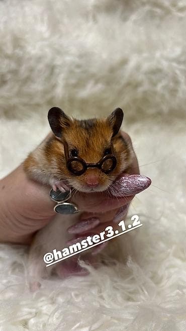 Аламанчыктар (хомяки): Продаются хомячки джунгарские, сирийские, ангорские пушистые хомячки — 10