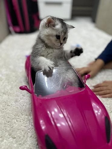 вислоухие кошки цена: Скотиш Страйт (Шотландская прямоухая), 2 месяца, Девочка, Серебристая шиншилла, Приучена к лотку — 9