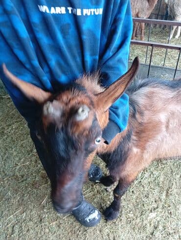 токмок животные: Продаю | Козёл (самец) | Полукровка | Для разведения — 4