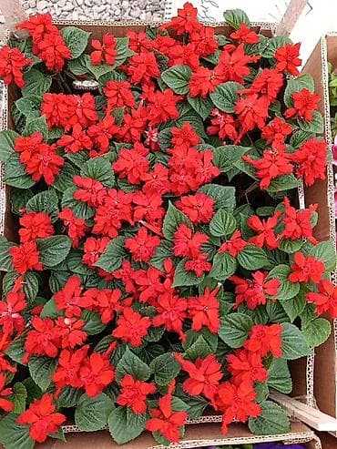 цвет: Рассадa однолетних цветов для клумб, кашпо и балконных ящиков. В — 3