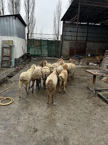 яицо дакан: Продаю | Ягненок | Для разведения — 1