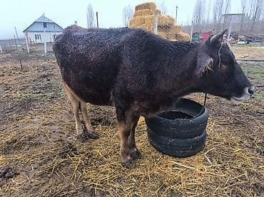 усыпление животных бишкек: Продаю | Корова (самка) | Полукровка | Для молока | Привязанные — 5