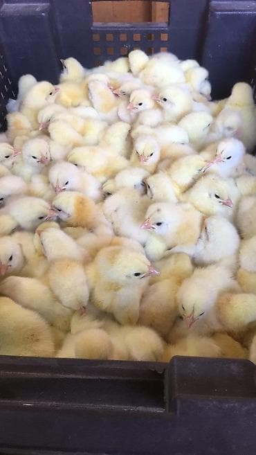 куры бройлеры: Продаю | Цыплята | Бройлерная | Для разведения — 7