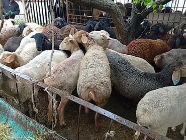 А/ч жаныбарларын сатам: Сатам | Ургаачы кой (ургаачы), Козу, Кочкор (эркек) | Гиссар, Аргын, Меринос | Союуга | Бычылган, Жасалма жол менен боозутуу, Ургаачы — 10