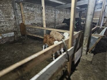 купить дом в деревне лнр недорого: Дача, 30000 кв. м, 2 бөлмө, Менчик ээси — 6