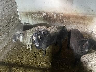 Собаки: Продаю | Баран (самец) — 5