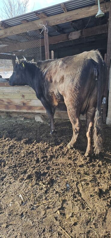 токмок животные: Продаю | Корова (самка), Бык (самец), Тёлка | Полукровка, Алатауская | Для разведения, Для молока | Стельные — 3