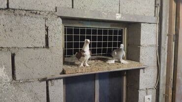 корм для птенцов волнистых попугаев: Продаются голуби: Голубка ореховая такла, бакинцы, узбекские. Цены — 11