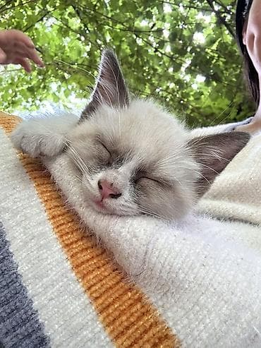 Кошки: 3 месяца, Девочка, Метис — 3
