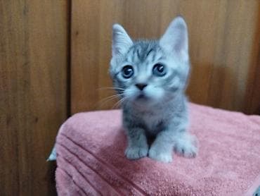 Скотиш Страйт (Шотландская прямоухая), 2 месяца, Девочка, Серый, Приучена к лотку — 2