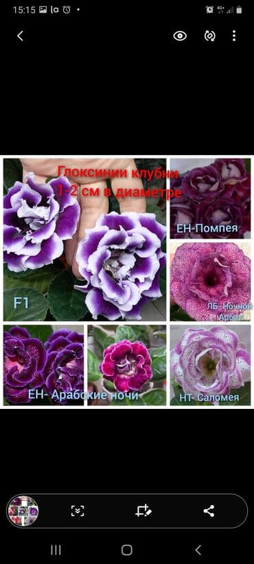 фигурки садовые: Глоксинии сортовые махровые, колокол.200-350сом. Так же имеется — 1