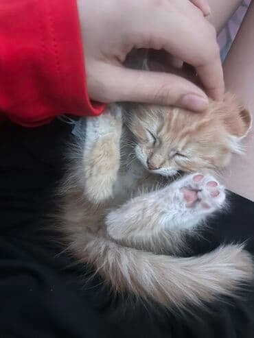 рэгдолл купить: Рыжий котёнок с пушистым хвостом и белыми носочками. Классическая — 3