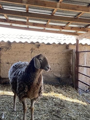 скот бараны: Продаю | Овца (самка) | Для разведения — 2