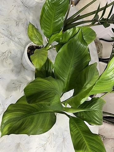 метровые розы: Комнатные растения в горшках - Замиокулькас (Zamioculcas zamiifolia — 4