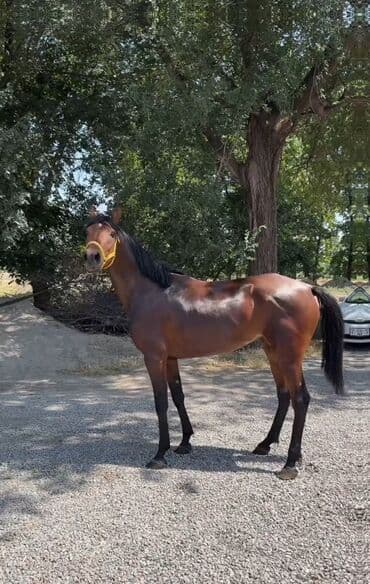 Продаю | Кобыла (самка) | Конный спорт