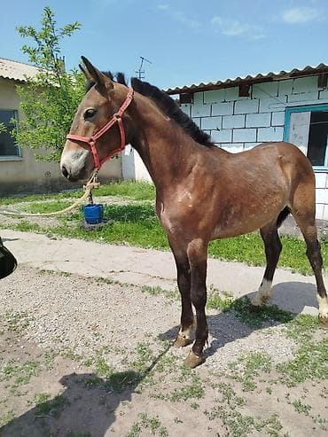 жеребая: Продаю | Жеребенок — 1