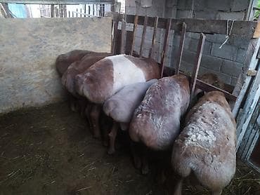 кормушка для барана: Продаю | Овца (самка) | Для разведения | Племенные — 3