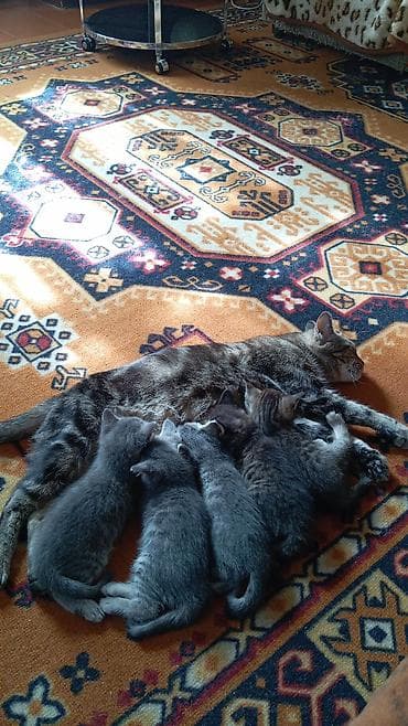 Животные: Котята серого и тигрового окраса - Порода: домашние короткошёрстные — 4