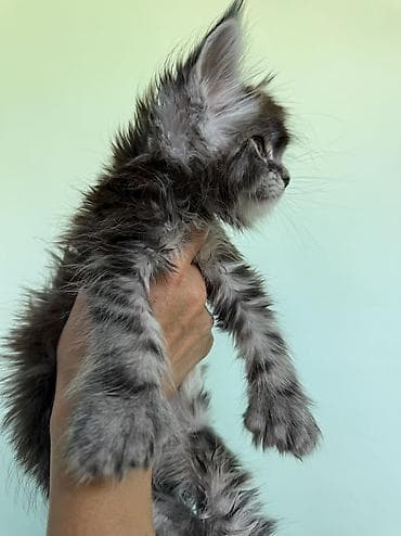 кошка регдолл: Мейн-кун, 1 месяц, Мальчик, Приучена к лотку, Проглистована, С документами — 10