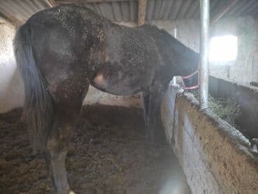 куплю кукурузу в початках: Продаю | Кобыла (самка) | Рабочий — 2