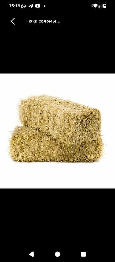 пчелы мед: Арпа саман сатылат таза кургак жерде тура доставка бар — 1