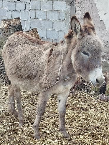 ишак: Осёл (домашний) - Вид: осёл, небольшого роста, густая шерсть — 2