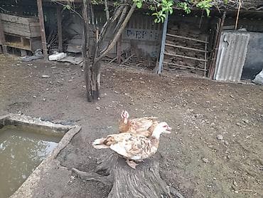 куры и утки: - Порода: мускусная (индоутка) — спокойные, неприхотливые, отлично — 2