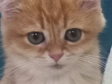 договорная кошка даром британская короткошёрстная 1 год мальчик метис 2 позвонить написать: Кошка золотая шиншилла 2года, развязана не стерилизованна (домашняя — 3