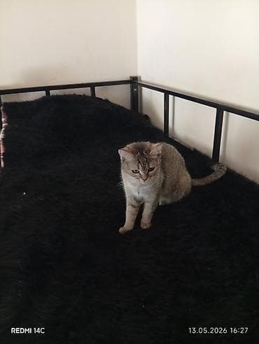 Мышыктар сатылат: Абиссин, 10 айлык, Ургаачы, Алтын шиншилла, Лотокко барууга үйрөтүлгөн, Курттардан тазаланган, Эмделген — 3