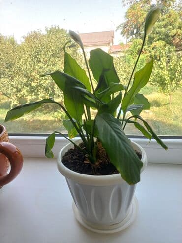 купить саженцы цветов в бишкеке: Молодой саженец лимона с зелеными листьями, посаженный в белый — 7