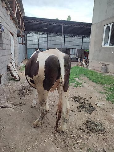 Продам с/х животных: Продаю | Корова (самка) | Голштин | Для молока | Привязанные — 7