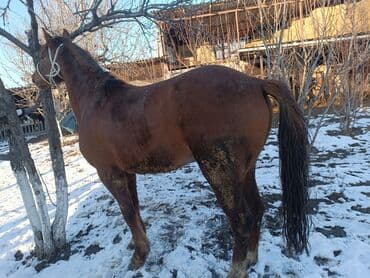 Айыл-чарба жаныбарлары: Сатам | Байтал | Көбөйтүү үчүн — 3